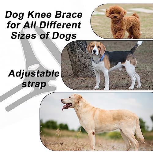 Image of Dog Leg Support - for Leg Wounds After Surgery for Ligament Tears, with Support Strips to Protect The Dog's Leg Wounds. Breathable and Comfortable（M）