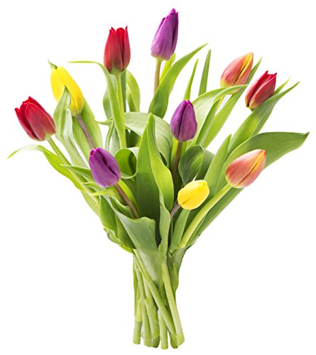 Kabloom KAB-AZ-1130-NV Assorted Bouquet Of 10 Tulips Without Vase - Fall Collection - Kabloom Prime Next Day - Gift For Birthday, Anniversary, Get Well, Thank You, Valentine, Mother’S Day Fresh Flowers cover