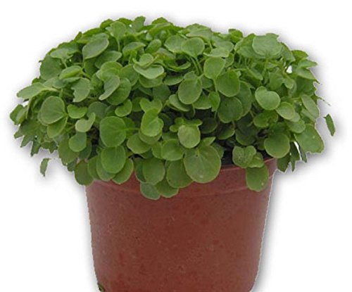 Heirloom Upland Cress-5000 Semillas, Berro Inlese de Invierno; Verdes arrugados; nutricional