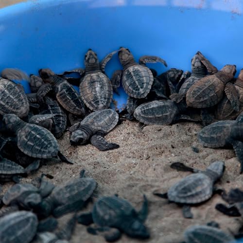 Looking Back: Turtles in India Making a Comeback
