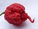 New Premium Select Carolina Reaper HP22B Pepper 50+ Seeds -D 59