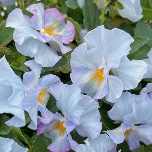 Semi di viola del pensiero resistenti, rari selvatici Viola tricolore, semi da giardino acquistare di viola del pensiero da balcone 250pcs