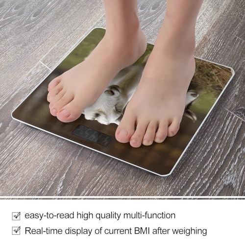 Báscula de baño digital VstaDank con vidrio templado miniatura 5