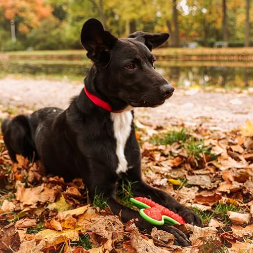 Dingo Hundespielzeug aus Hart Gummi TPR Boomerang TRI 16,5 cm 17394