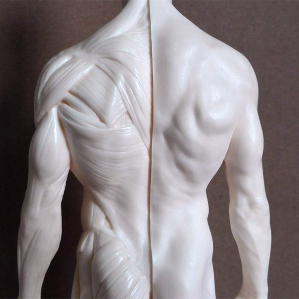 Modèle D'Enseignement, Modèle De Peinture Anatomique De Squelette Humain De 30 Cm, Anatomie, Sculpture Anatomique De Crâne, Tête, Corps, Muscle, Dessin d'artiste