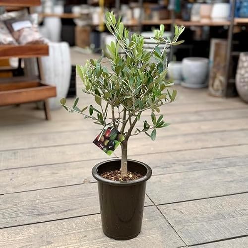 観葉植物 5号 オリーブの木」の人気商品一覧・価格比較 - 価格.com