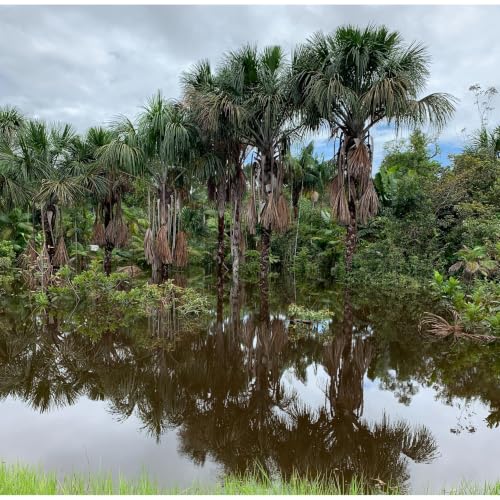 Learning from Conflict in the Amazon and in Medell&iacute;n