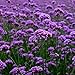 Produktbild Smilikee 100PCS Verbena Seeds Mehrjährige Verbena Hybrida Wildblumensamen Leicht zu züchten zieht Bienen und Schmetterlinge an