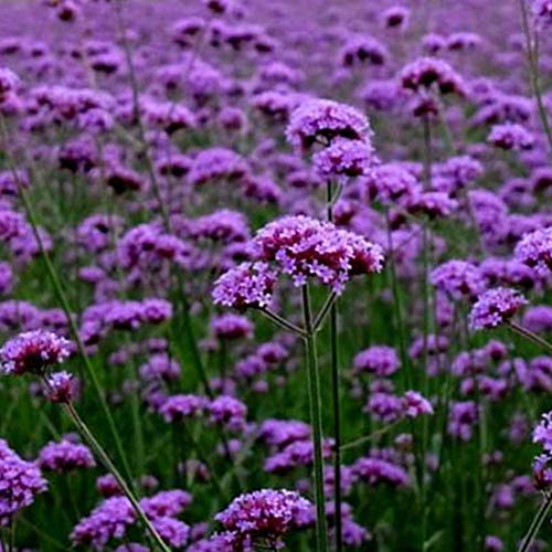 Preisvergleich Produktbild Smilikee 100PCS Verbena Seeds Mehrjährige Verbena Hybrida Wildblumensamen Leicht zu züchten zieht Bienen und Schmetterlinge an