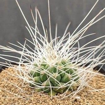 レアサボテンコレクション・マミラリア属・超長刺白竜丸inわけけのお店 Amazon.co.jp: レアサボテンコレクションマミラリア属超長刺白竜丸in