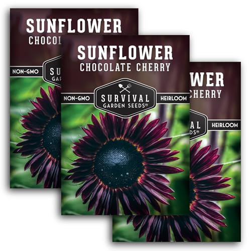 Chocolate Cherry Sunflower Seeds for Planting | Rare Burgundy Black Blooms, 6-7ft Giant Non-GMO Heirloom Flower - Survival Garden Seeds (3 Packs)