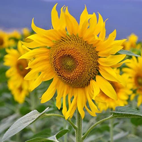 Flower Seeds For Planting Giant Titan Sunflower Seeds 50 Pcs Non-Gmo Heirloom Huge Sunflowers Seeds Home Garden Decoration Easy To Grow #TOP5