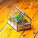 NCYP Mini Glass Terrarium with Lid - 6.1