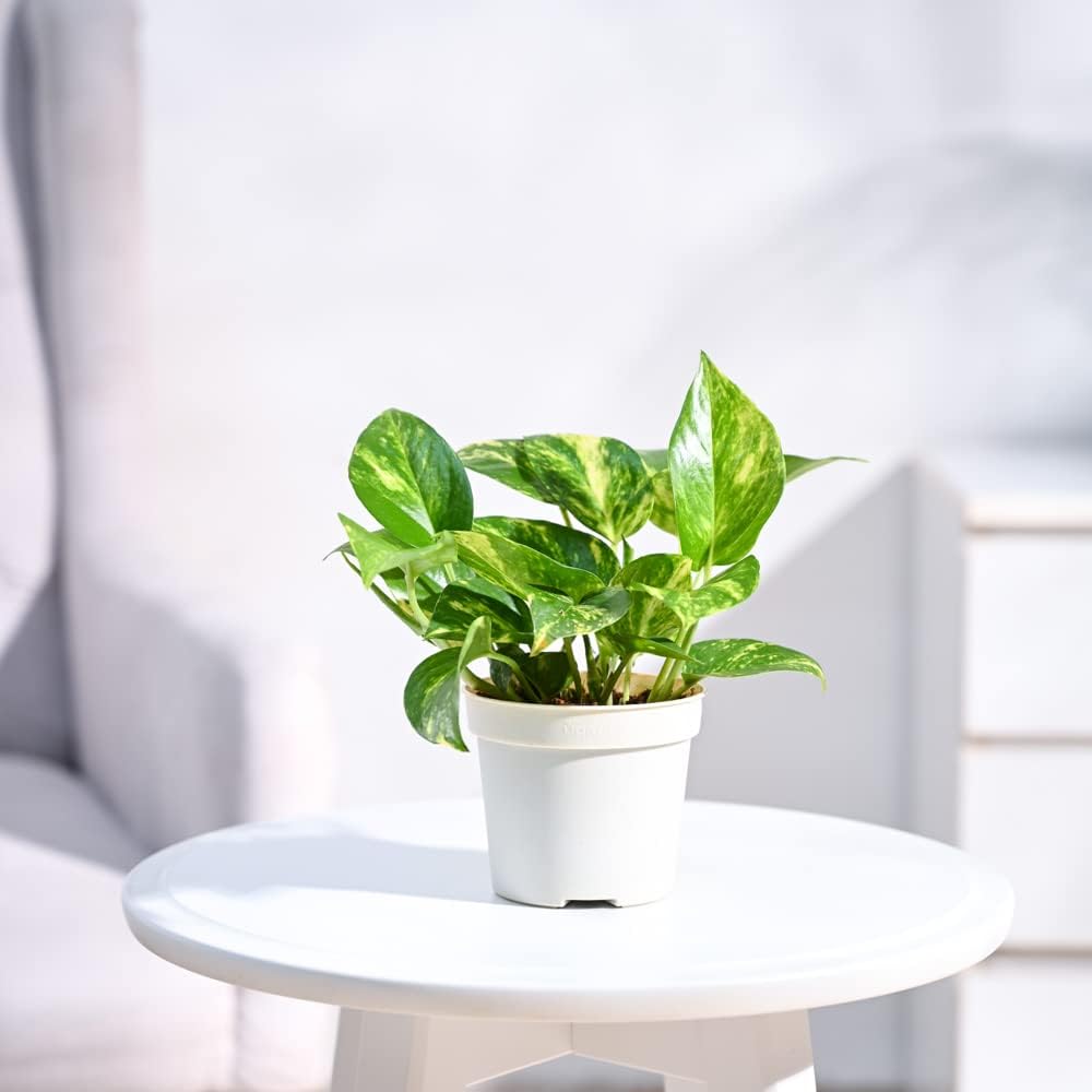 Desi Gardener Money Plant | Good Luck Money Plant | Money Plant for office desk balcony| Office Desk Balcony | Garden Living Room | indoor plants | Air Purifying Indoor Plant (B0CW252D77) Amazon Price History, Amazon Price Tracker