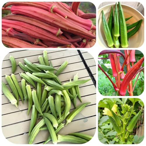 semillas de okra orgánicas, okra de variedades antiguas trepadoras resistentes de jardín exóticas 200pcs