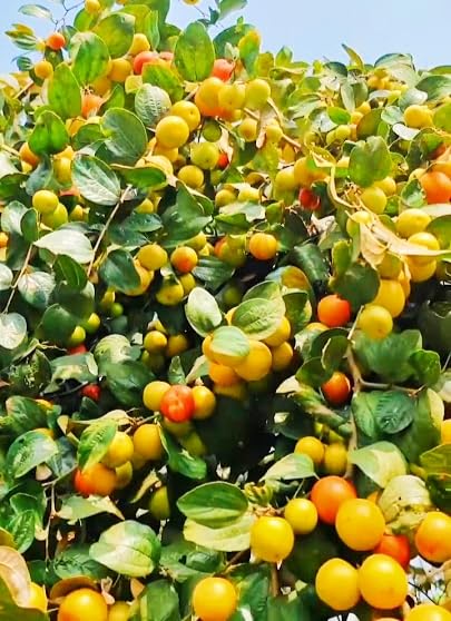 JR Service* Desi sour and sweet Apple Ber/Jujuba Fruit Live Plant (Grafted). Fruits Twice A Year. (B0D11RDMBP) Amazon Price History, Amazon Price Tracker