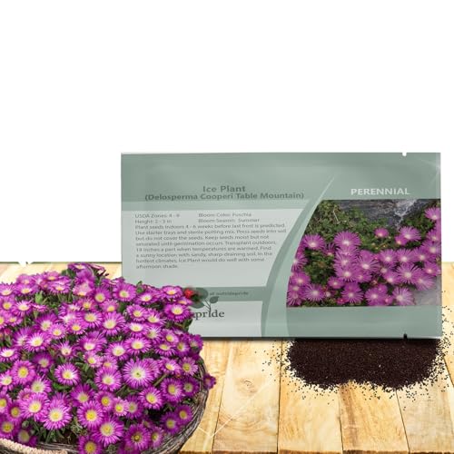 Outsidepride 100 Seeds Perennial Delosperma Cooperi Ice Plant Table Mountain