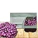 Outsidepride Ice Plant Table Mountain Ground Cover Plant Seed - 500 Seeds