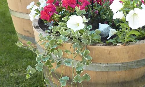 Temesso Holzfass, gebrauchtes Weinfass halbiert aus Eichen-Holz Fass als Pflanzkübel oder Miniteich (D70 H40 cm 100 Liter)