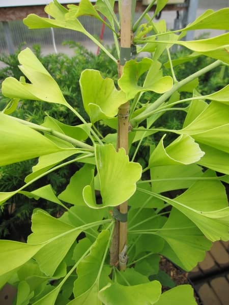 Ginkgo biloba Ulrich's Gold - Fächerblattbaum Ulrich's Gold - Heilpflanzen 40-60cm