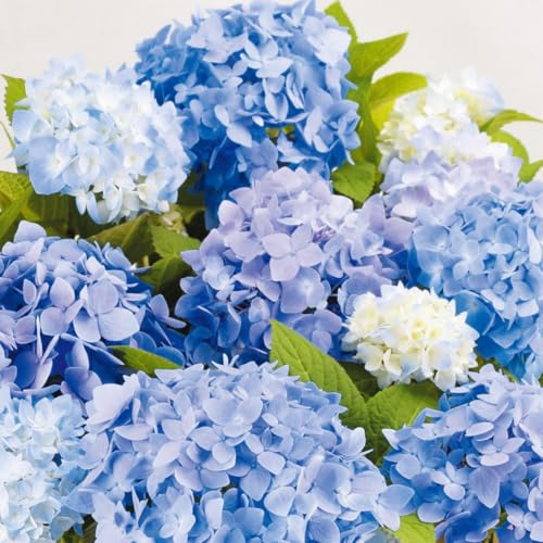 花木苗 アジサイ 霧島の恵PVP 2株 / 国華園 25年秋商品のサムネイル