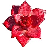 Echeveria Agavoides v Romeo Rubin Rare Live Succulent Plants, Red 1 Head 3' Live Plant, Package Without Pot Soil, Garden Indoor Office Desk, Wedding Party Baby Shower Decoration, Plant Lovers Gifts