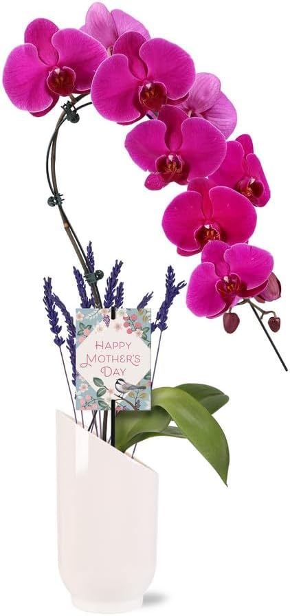Green Circle Growers Magenta Swan Orchid Live Plant in White Simon Floramix Pot with Lavender & Happy Mother’s Day Tag – Elegant Indoor Flower Gift, 5 Inch