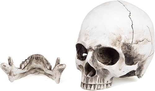 Miniatura 4 de Modelo anatómico de resina de cráneo humano retro realista realista 11