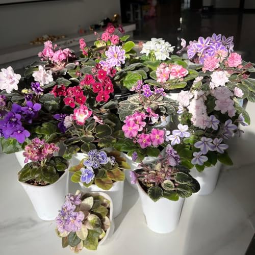 semi di violetta africana, luoghi soleggiati, aiuole rialzate di violetta africana, tappezzante perenne resistente aiuola 75pcs