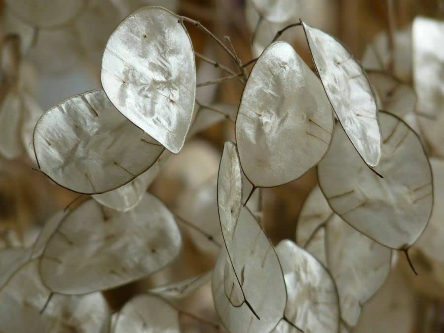 Buy4seeds 15 Mixed Pink, Purple & White Lunaria Honesty Seeds Easy to Grow Garden on Your Garden