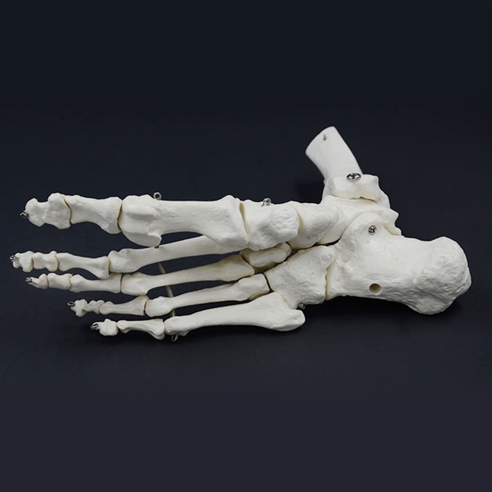 Menschliches Fußknöchelmodell Flexibel 1:1 Wissenschaftliche Lebensgröße mit Display-Basis für Lehrhilfe Patientenerziehung Menschliches Fußskelett Modell Anatomie Fuß und Knöchel Modell