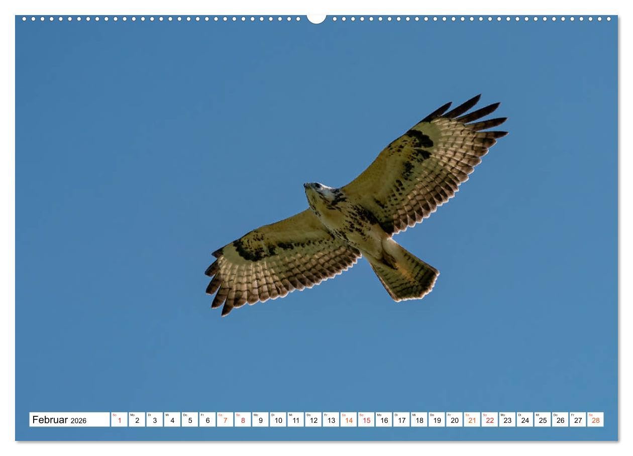 Heimische GREIFVÖGEL Adler Milan Bussard Weihe Sperber (Wandkalender 2026 DIN A2 quer), CALVENDO Monatskalender: Ausgesuchte Aufnahmen aus der Familie der Habichtartigen (CALVENDO Tiere)
