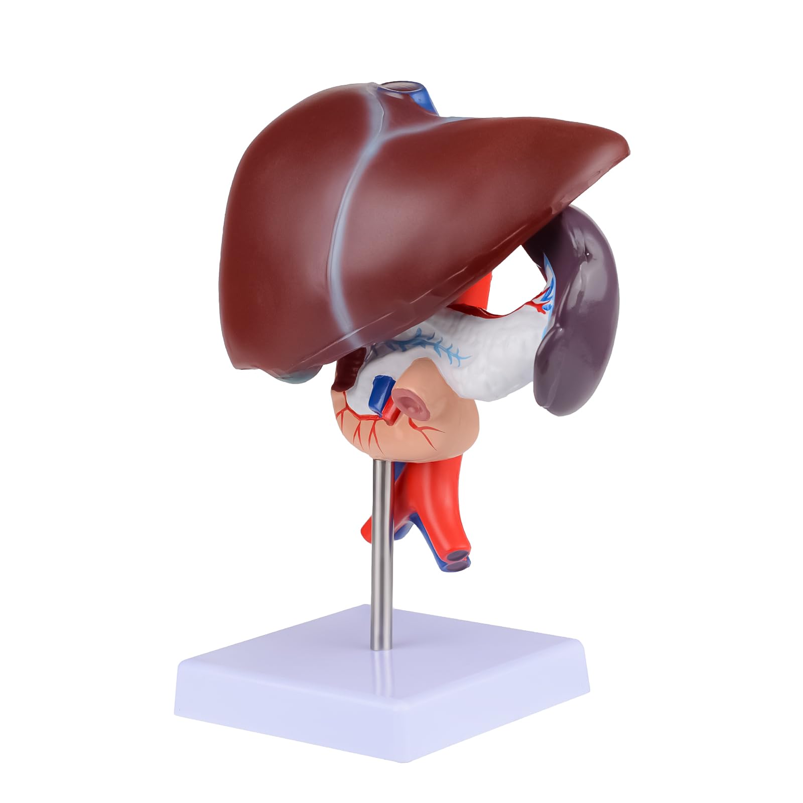 Life Size Human Liver Anatomical Model Removable Liver Anatomy Pancreas Model for Study Teaching