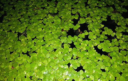 100+ Giant Duckweed (Spirodela Polyrhiza) Live Floating Plants For Aquarium Or Pond By Tmdfishkeeping #TOP2