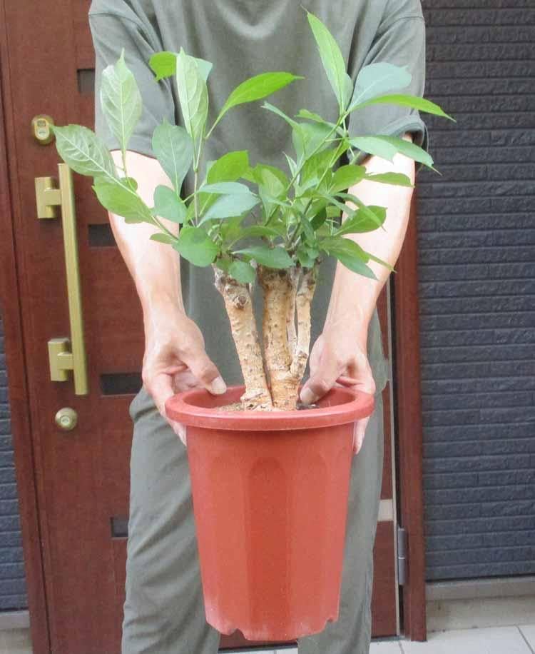 【現品】発根済　バオバブの木　バオバブ・ディギタータ　12号鉢　Ｃ８番 発根済 バオバブの木 バオバブ・ディギタータ 12号鉢 R5番 現品】発根