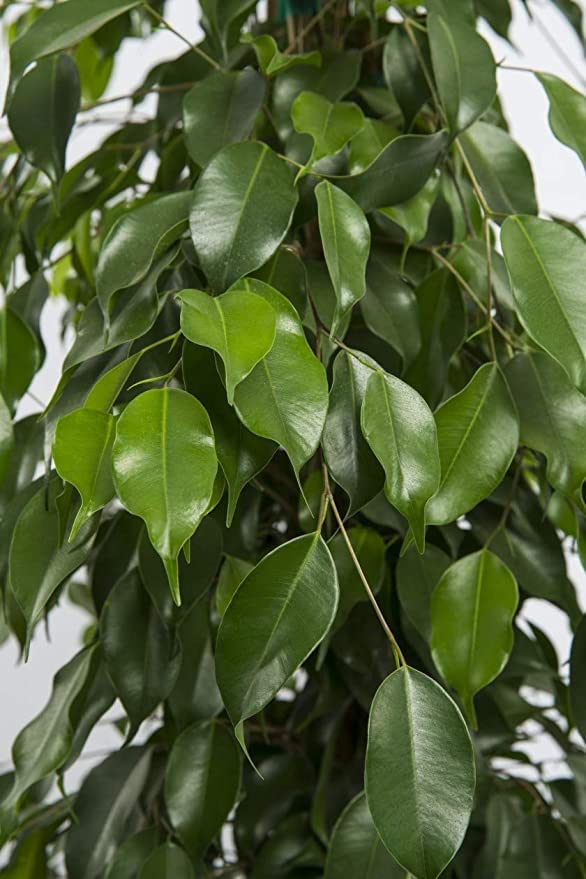 See full amazon price history chart for WoFLoo Live Ficus Benjamina / Weeping Fig Ornamental Home / Balcony / Gardening Plant - Healthy Live 1 Plant WoFLoo Live Ficus Benjamina / Weeping Fig Ornamental Home / Balcony / Gardening Plant - Healthy Live 1 Plant (B0B2PRBTPP) Amazon Price History, Amazon Price Tracker