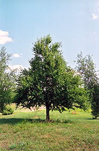 Betula Lenta Sweet Birch Tree (30) Seeds #TOP17