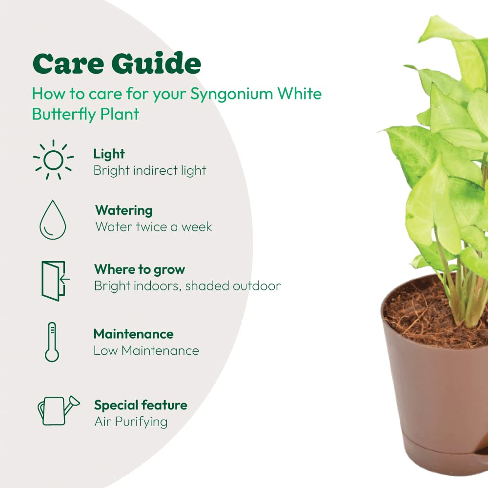 UGAOO Syngonium White Butterfly Plant - Live Indoor -8