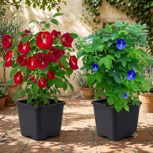 Image of Red & Blue Aparajita Live Plant Combo with Pots | Butterfly Pea Clitoria Ternatea Flowering Creeper | Fast Growing Ornamental Vine for Home Garden Balcony Terrace Outdoor Decor | Pack of 2