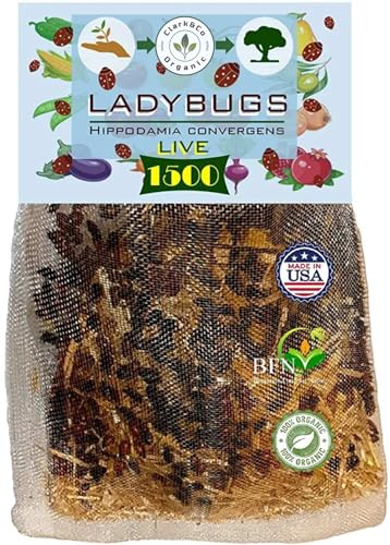 Clark&Co Organic 1x1500 Live Ladybugs Live Ladybugs - Good Bugs - Guaranteed Live Delivery!