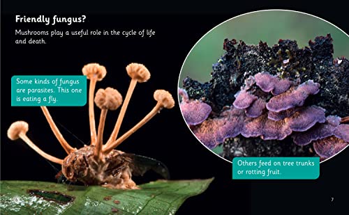 The Secret Life of Mushrooms: Phase 5 Set 4 Stretch and challenge (Big Cat Phonics for Little Wandle Letter) - Image 3