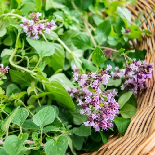 Semi di maggiorana perenne resistente, giardino Origano majorana, culinarie di perenni di esotiche balcone 500pcs