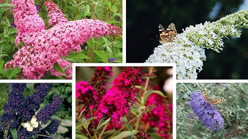 How to kill buddleia How to kill buddleia