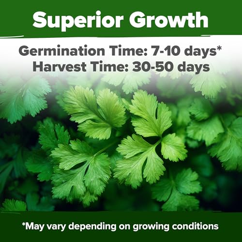 HOME GROWN Non GMO 500+ Cilantro Seeds (Fast Growing) Heirloom Coriander Seeds for Planting Indoors & Outdoors Santo Cilantro Herb for Kitchen Garden, High Germination - Image 2