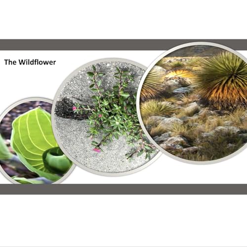 The Wildflower