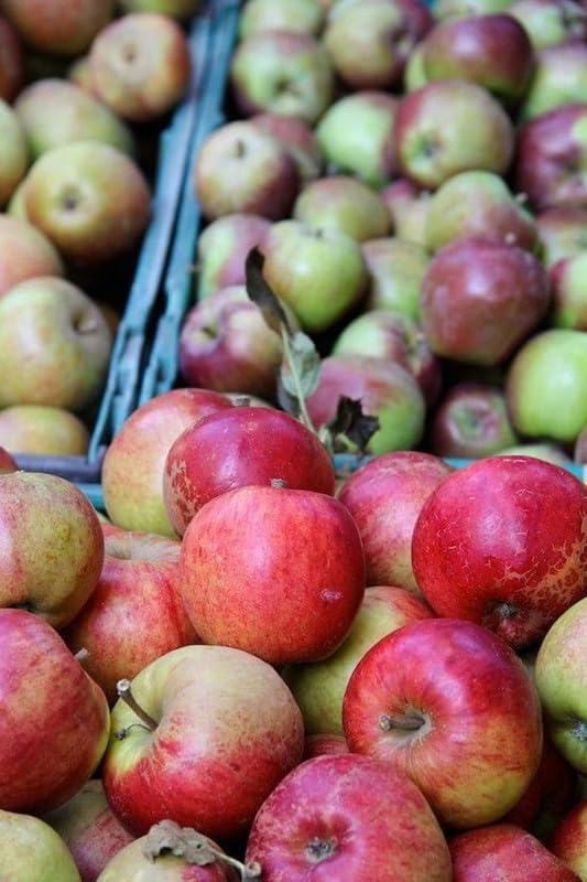 Ritz Farming® Apple fruit seeds | Braeburn Apple fruit seeds for Home pots | All Season fruit seeds for Home And Gardening pack of 10 seeds