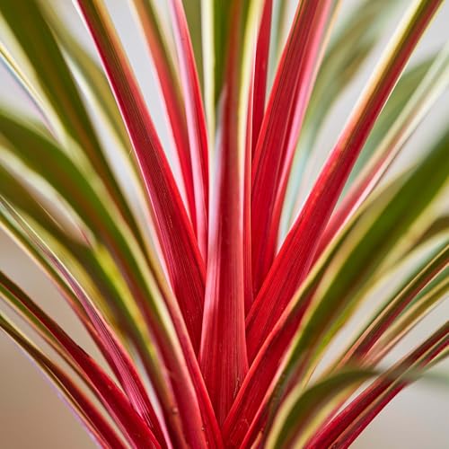Cordyline Magic Star - Cabbage Palm - Evergreen Shrub Plant with Variegated Foliage - Upright Potted Plant for Pots Containers Patio and More (9cm Pot 20-30cm)