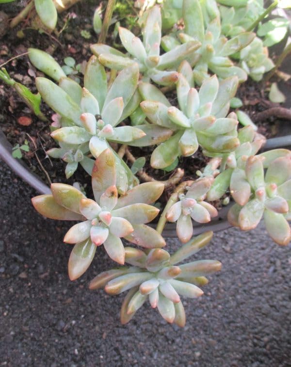 Amazon.co.jp: 多肉植物 エケペリア 大きめ苗 秀麗 抜き苗 ② : DIY