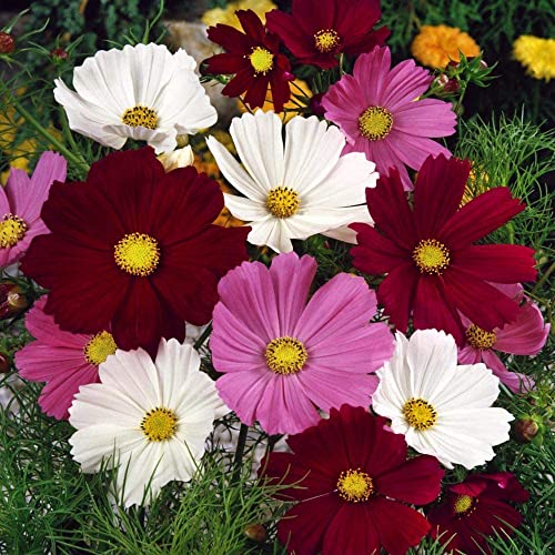Mix Cosmos Bipinnatus Flower Seeds - Garden Cosmos Mexican Aster 11 Colors Non-Gmo | Organic | Heirloom (10G) #TOP6