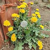 Puede embellecer el medio ambiente y decorar la naturaleza.
